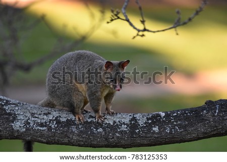 The common brushtail possum is native to Australia, and the second largest of the possums. Spotted at Botanical Garden, Sydney, Australia.
