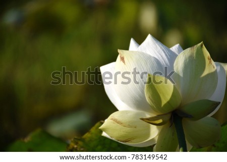 White Lotus flower  ( scientific name ; Nelumbo nucifera Geartn )