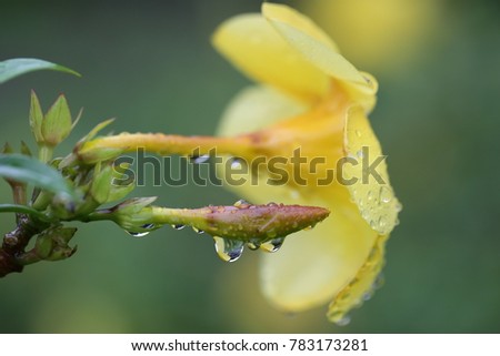 Allamanda, Yellow Allamanda, Golden Trumpet  after rain
