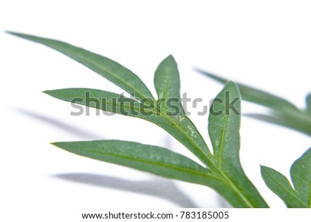 The leaves are picked from the garden with a white background