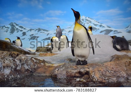 King penguins standing on the rock near lake with snow mountain background.