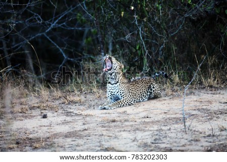 The African leopard (Panthera pardus pardus) big male in the last evening light. Yawning leopard.