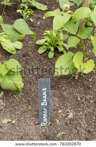 Home Grown Organic Young Plant and  Slate Label of Runner Beans (Phaseolus coccineus) Growing on an Allotment in a Vegetable Garden in Rural Devon, England, UK