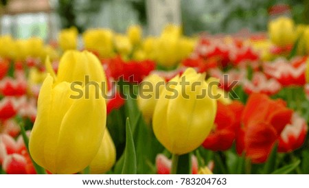 Close Up nature view of beautiful tulip in garden with copy space using as background or wallpaper.