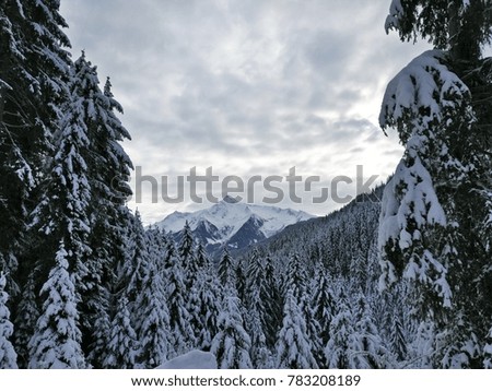 Winter wonderland in the alps with snow and conifers