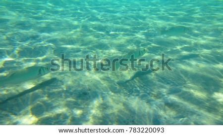 Underwater photo of fish with tropical clear turquoise waters                
