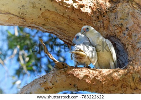Parrot and Dove at Centennial Park, Sydney, New South Wales, Australia.