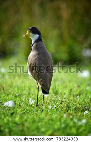 Masked Lapwing at Centennial Park, Sydney, New South Wales, Australia.