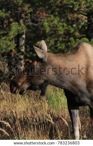 Upright picture of female moose near Jasper, Canada