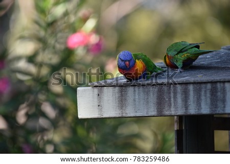 Rainbow Lorikeet at South Coast, New South Wales, Australia.