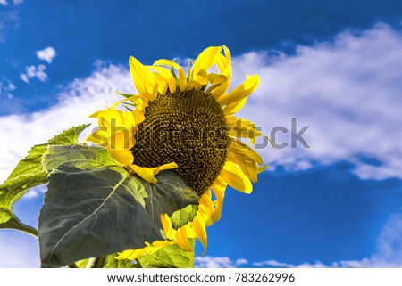 Beautiful sunflower with background blue sky.