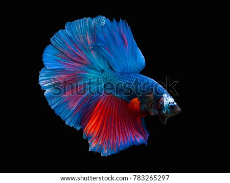 Multi color Siamese fighting fish(Rosetail),fighting fish,Betta splendens,on black background