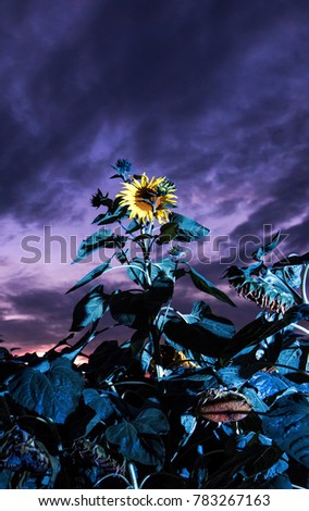 The night view of Sunflower.