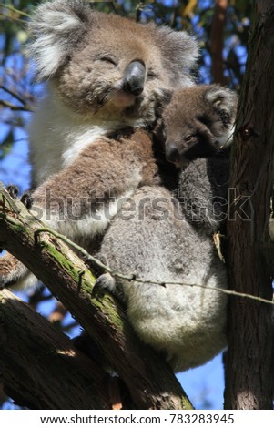 Upright picture of little koala cling to her mother on a tree branch