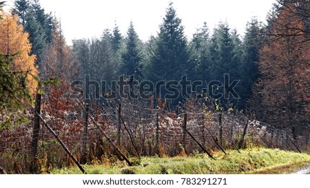 Europe. Poland. Podcarpatian region. Nature. Mixed forest. Autumn 2017.