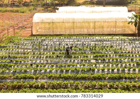 This picture show farmer being harvesting production in Strawberry farm
