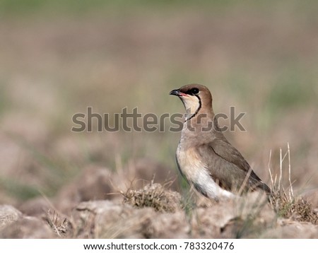 at the summer phototrip in the Danube Delta, I met the Collared pratincole
