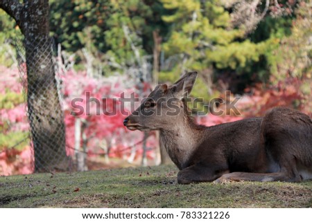 Deer laying down on the grass floor at the park in Nara, Japan. The park is home to hundreds of freely roaming deer. 