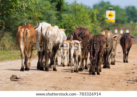 Cow herd on a rural road in Thailand.
