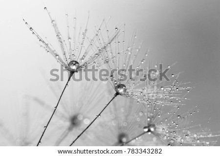 black and white macro photography of dandelions with drops of water as concept of spring season