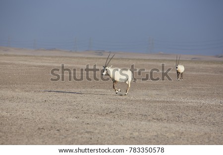 Semi wild or feral Arabian Oryx at sunset in the Arabian desert near Dubai in the UAE