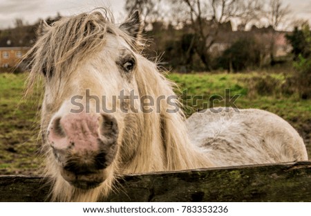 Close up color picture of horse.