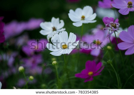 Moss Cosmos with bees
