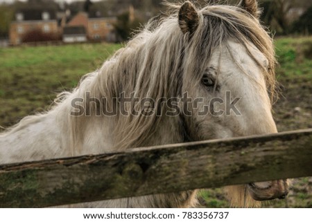 Portrait of white horse.Color picture.