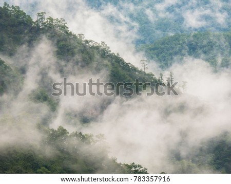 Pure of foggy in forest at top of mountain in rainy season located north of Thailand