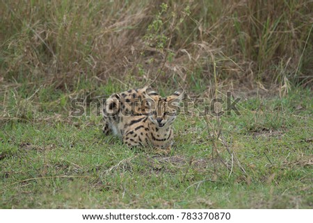 Serval Cat close up. Serengeti, Tanzania 
