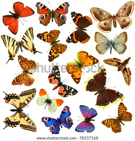 Butterfly's, in the white background