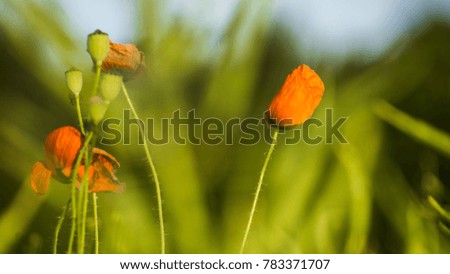 poppy fields and flowers in summer