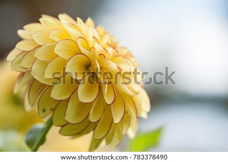 yellow dahlia flower in a blue   sky