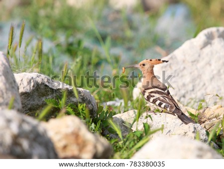 a photograph of a Eurasian hoopoe,  photographed in the Danube Delta