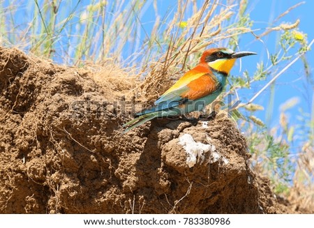 a photograph of a European bee-eater, photographed in the Danube Delta