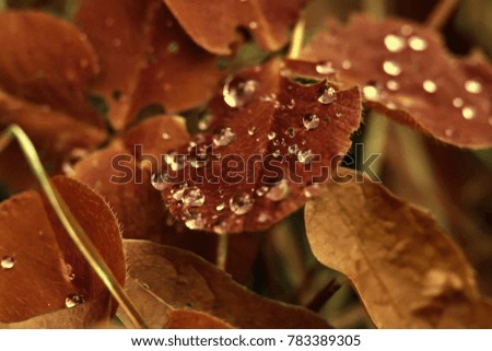 dewy leaves