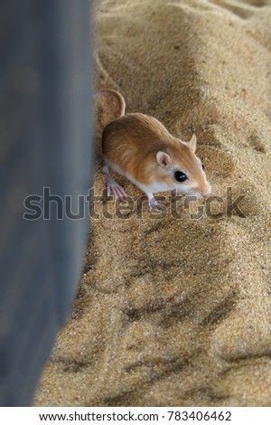 Desert kangaroo rat