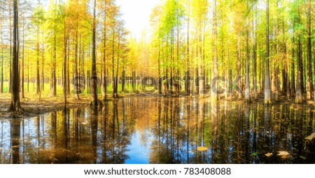 Romantic autumn, a beautiful and fantastic sunny Metasequoia forest.