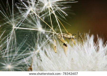Detail of the Dandelion on the green Background