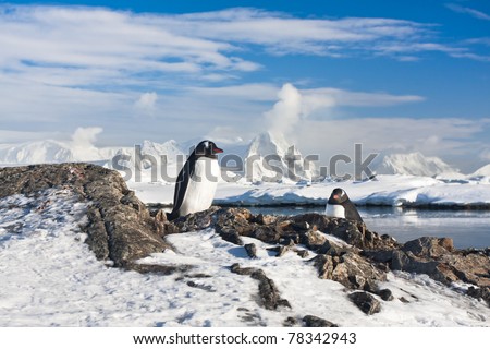 Two penguins dreaming, mountains in the background