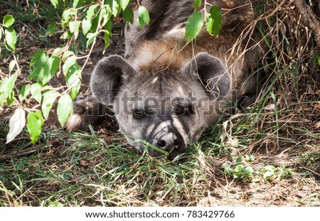 Portrait of a cute Spotted hyena napping under a bush
