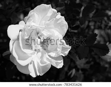 Blanching flowering rose on dark background sheet in garden