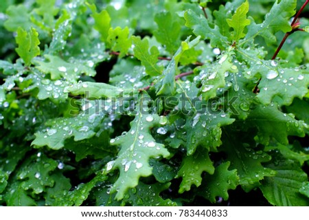 Oak branche with bright green leaves covered with water drops. Foliage under rain.