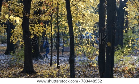    A young photographer is wandering on the park alleys looking for a subject. The autumn atmosphere is depicted by the sunset light filtered by the yellow leaves.                            