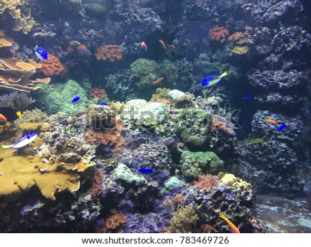 Aquarium with tropical fish and coral