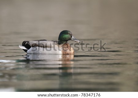 Duck on a lake and its reflection