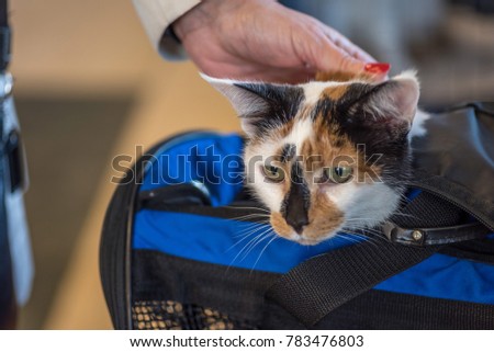 closeup of calico cat head peeking out of cat carrier at animal hospital Royalty-Free Stock Photo #783476803