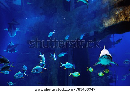 A dangerous shark with exotic fish. Undersea world.