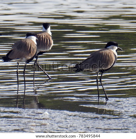 Three spur winged lapwings standing on the edge of the water in Kotu Gambia. December 2016