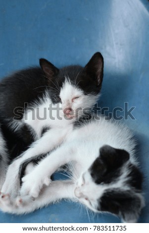 Kittens sleeping  on a blue chair.
